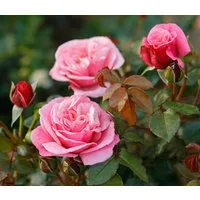 Dehner Rose Nostalgie® - Edelrose Wildberry®, 20-30 cm, rosa-pinke Blüten, gefüllt und duftend, 20-30 cm, Züchter Tantau