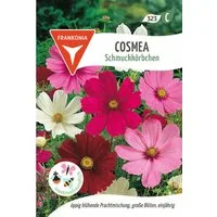 FRANKONIA Blumensamen Schmuckkörbchen, Cosmea - Saatgut Samen, Cosmos bipinnatus