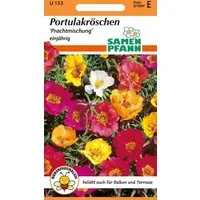 SAMEN PFANN Blumensamen Portulakröschen, Prachtmischung - Saatgut Samen, Portulaca grandiflora