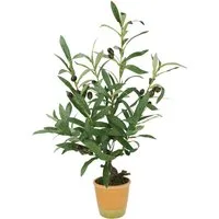 Kunstpflanze Künstlicher Olivenbaum mit schwarzen Früchten, I.GE.A., Höhe 57 cm, Olive Mediterran Ölbaum Grünpflanze Kunstbaum Dekobaum Baum