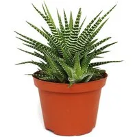 Exotenherz Kaktus Haworthia fasciata "Big Band" - Pflanze im 10,5cm Topf