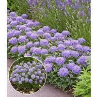 BALDUR Garten Staude Scabiose 'Blue Eyes®', 1 St., Skabiose, winterhart, blütenreich, kompakt, robust