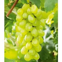 BALDUR Garten Obstpflanze Kernlose Tafel-Traube 'New York®', 1 St., Selbstbefruchtend, winterhart, mehrjährig, pflegeleicht