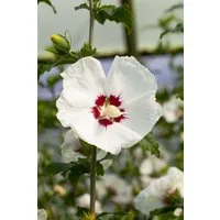 Pflanzen für Dich Gehölze Hibiscus syriacus Red Heart, 1 St., Garten-Eibisch, Straucheibisch