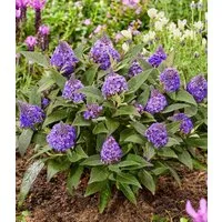 BALDUR Garten Zierstrauch Zwerg-Schmetterlingsflieder 'Little Rockstars®' blau, 1 St., Sommerflieder, lange Blütezeit, winterhart, mehrjährig