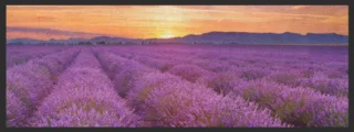 Küchenteppich Lavendel 4366 | Größe: 75 cm x 120 cm