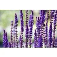 Pflanzen für Dich Staude Salvia nem. Sensation Deep Blue, 1 St., Steppen-Salbei, Hain-Salbei