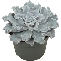 Exotenherz Kaktus Gekräuseltes Rosetten-Dickblatt Echeveria "Crispy Beauty" 12cm Topf