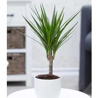 BALDUR Garten Zimmerpflanze Dracena 'Marginata' ca. 35-45 cm hoch, 1 St., Dracaena marginatam pflegeleicht
