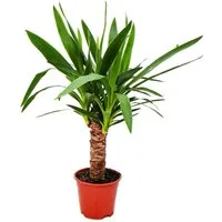 Exotenherz Zimmerpflanze Yucca Palme - Palmlilie -14cm Topf