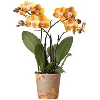 Exotenherz Zimmerpflanze Orange goldene Phalaenopsis Orchidee Topfgröße 12cm Juwel Las Vegas