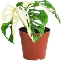 Dehner Zimmerpflanze Fensterblatt, Monstera adansonii variegata, 25 cm, Topf Ø 12 cm, Zimmerpflanzen-Rarität mit grün-weiß panaschierten Blättern