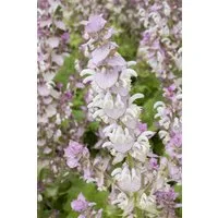 Pflanzen für Dich Staude Salvia sclarea, 1 St., Muskatellersalbei