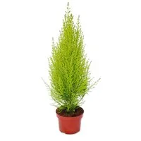 Exotenherz Zimmerpflanze Zimmerzypresse - Cupressus macrocarpa "Goldcrest Wilma" - 13cm Topf