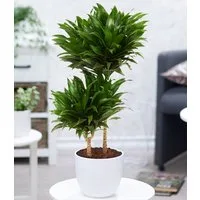 BALDUR Garten Zimmerpflanze Dracena 'Compacta' ca. 55 cm hoch, 1 St., Zimmerpflanze, pflegeleicht