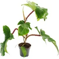 Exotenherz Zimmerpflanze Philodendron squamiferum der wilde rotstielige Baumfreund 12cm Topf