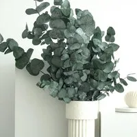 Trockenblume Konservierter Eukalyptus Cinerea 60–70 cm – halbes Bund, Trockenblumen Eukalyptus, LYKKE & You, konserviert, kein Wasser benötigt, charakteristischer Duft