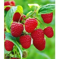 BALDUR Garten Obstpflanze Himbeere TwoTimer® Sugana®, 1 St., Selbstbefruchtend, winterhart, mehrjährig, pflegeleicht