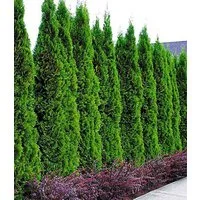 BALDUR Garten Hecken Lebensbaum-Hecke 'Thuja Smaragd', 1 St., Zypressengewächse, winterhart, mehrjährig, blickdicht