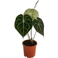 Dehner Zimmerpflanze Herzblattblume, Anthurium clarinervium, Pflanzen-Rarität, luftreinigende, tropische Grünpflanze mit herzförmigen Blättern