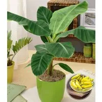 BALDUR Garten Bananenbaum Musa Banana Tropicana, 1 St., Bananenpflanze, pflegeleicht