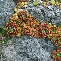 Pflanzen für Dich Staude Sempervivum cult. Bernstein, 1 St., Hauswurz, Dachwurz