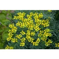 Pflanzen für Dich Staude Ruta graveolens, 1 St., Weinraute, Gartenraute, Raute