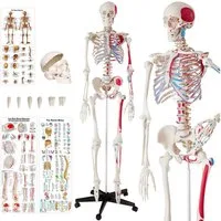 tectake Dekoobjekt Ozzy Anatomie-Skelettmodell - lebensgroß mit Muskelmarkierung (Einzelartikel, 1 St), Inklusive zweisprachigem Anatomieposter und Staubschutzabdeckung