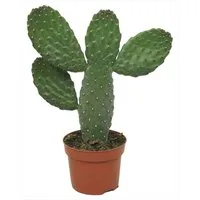 meinvipshop Zimmerpflanze Kaktus Opuntia Consulea 25cm