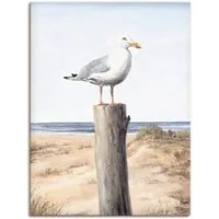 Artland Wandbild Möwe, Vögel (1 St), als Alubild, Leinwandbild, Poster in verschied. Größen