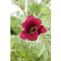 Pflanzen für Dich Staude Pulsatilla vulgaris, 1 St., Küchenschelle, Kuhschelle, Gewöhnliche Kuhschelle