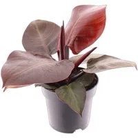 meinvipshop Zimmerpflanze Philodendron Cherry Red 30cm Zimmerpflanze