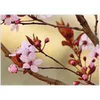 Wallario Teppich Frühlingsgefühle I - Kirschblüten in Nahaufnahme, rechteckig, rutschfest