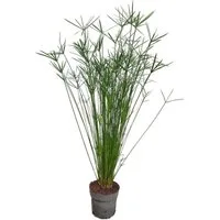 meinvipshop Zimmerpflanze Exotische echte Palme 55cm XXL Zimmerpflanze Papyrus