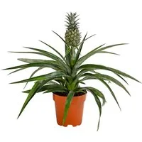 Dehner Zimmerpflanze Ananas, essbare Frucht, ca. 30-40 cm, Ø Topf 12 cm, pflegeleicht, exotisch, Zimmerpflanze