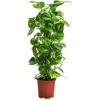 Dehner Zimmerpflanze Efeutute, Epipremnum aureum, kletternd, an Kratistestab gebunden, dekorative Grünpflanze mit hohem Luftfeuchtigkeitsbedarf