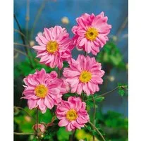 Pflanzen für Dich Staude Anemone jap. Bressingham Glow, 1 St., Japanische Herbstanemone, Herbstanemone