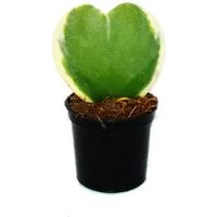 Exotenherz Kaktus Hoya kerii zweifarbige Herzblatt-Pflanze 6cm Topf Sukkulente
