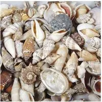 Eurosand Dekoobjekt MUSCHELN 250gr. NATUR