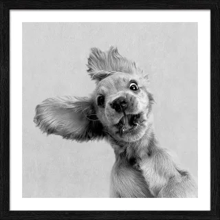 Gerahmtes Bild FUNNY DOG I