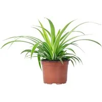 Flowerbox Zimmerpflanze Grünlilie "Ocean" - Chlorophytum Comosum, pflegeleicht - Höhe ca. 20 cm, Topf-Ø 12 cm