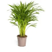 Exotenherz Zimmerpflanze Goldfruchtpalme - Dypsis lutescens - Areca - Solitärpflanze