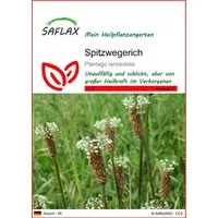 SAFLAX Blumensamen SAFLAX - Samen - Spitzwegerich