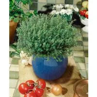 Pflanzen für Dich Staude Thymus vulg. Compactus, 1 St., Thymian, Gartenthymian