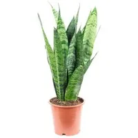 Flowerbox Zimmerpflanze Bogenhanf - Sansevieria trifasciata Black Coral, pflegeleicht - Höhe ca. 35 cm, Topf-Ø 12 cm