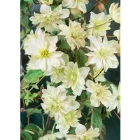 Pflanzen für Dich Kletterpflanze Clematis Hybride Margaret Hunt, 1 St., Waldrebe, Clematis, blassrosa, langblühend