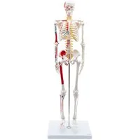 Cranstein Scientific Dekoobjekt Mini Skelett Anatomie Modell 85cm mit Nerven flexible Gelenke & Wirbe