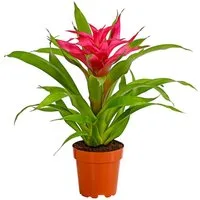 Dehner Zimmerpflanze Guzmanie Deseo, Guzmania cultivars, Bromelie, rosettenförmiger Wuchs, exotische Zimmerpflanze mit farbiger Blüte