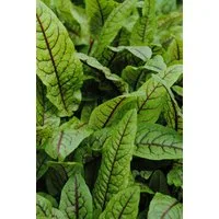 Pflanzen für Dich Staude Rumex sang. var.sanguineus, 1 St., Blut-Ampfer, Blut-Sauerampfer