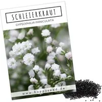 HappySeed Blumensamen Schleierkraut Samen - Gypsophilia paniculata, Blumen